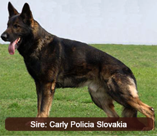 Carly Policia Slovakia