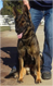 Ixy Câini de Politie Front Profile