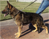 Ixy Câini de Politie Side Profile