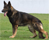 Carly Policia Slovakia