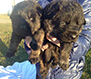Pups Head Profile
