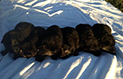 X Litter Overhead