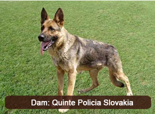 Quinte Policia Slovakia