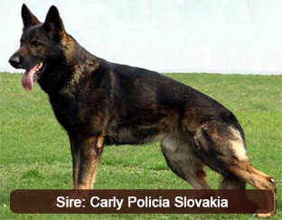 Carly Policia Slovakia